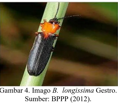 Gambar 4. Imago  B.  longissima Gestro. Sumber: BPPP (2012). 