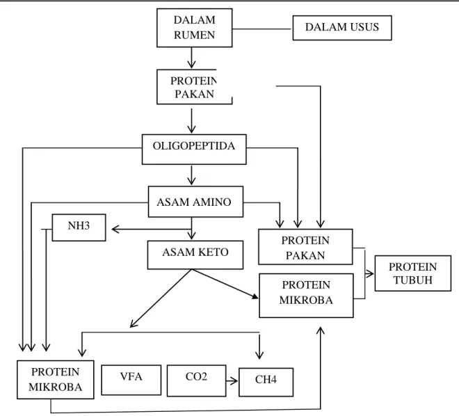 Gambar 3 : Proses Degradasi Protein Dalam Rumen (Sutardi, 1977). 