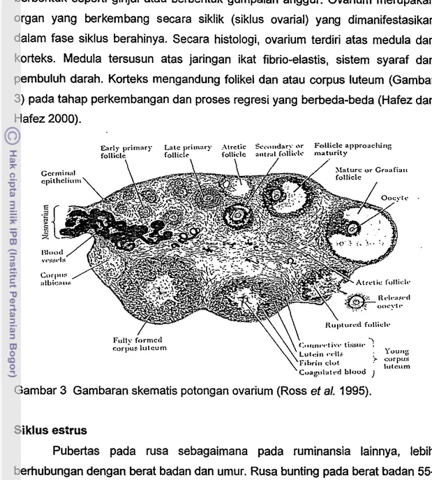 Gambar 3  Gambaran skematis potongan ovarium (Ross et al.  1995). 