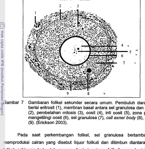 Gambar  7  Gambaran  folikel  sekunder  secara  umum.  Pembuluh  darah  yang  berisi  eritrosit (1),  membran  basal  antara sel  granulosa dan sel teka  (2),  pembelahan  mitosis  (3),  oosit  (4),  inti  oosit  (5),  zona  pelusida  mengelilingi oosit (6
