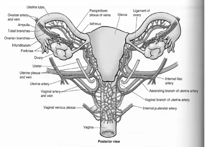 Gambar 2.1. Anatomi uterus 