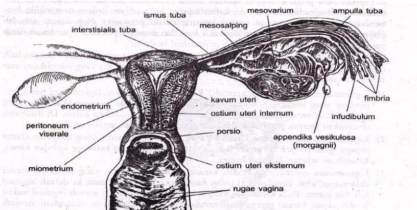 Gambar 2.2.  Anatomi dan vaskularisasi uterus 