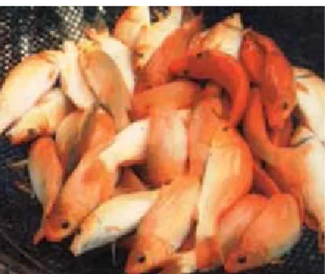 Gambar 2.1 Ikan nila merah (Oreochromis niloticus) Sumber: (http://bisnisukm.com/sukses-budidaya-ikan-nila.html)
