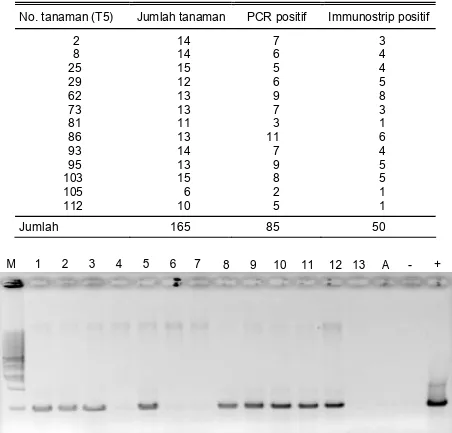 Gambar 1.   Hasil analisis PCR tanaman padi transgenik T-309 generasi T5. M = marker DNA, 1-13 = tanaman padi  generasi T5, A = air, - = kontrol negatif (tanaman non transgenik), + = kontrol positif (gen cryIA(b)).