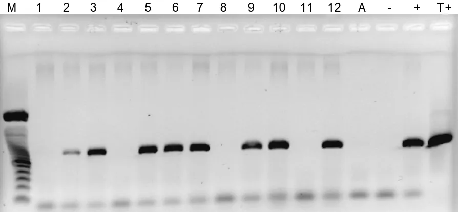 Gambar 3.   Hasil analisis PCR pada tanaman transgenik padi T-309 generasi T4. M = marker DNA, 1-12 = tanaman padi  T-309 generasi T4, A = air, - = kontrol negatif (tanaman non transgenik), + = kontrol positif (gen cryIA(b)),        T+ = kontrol positif (t