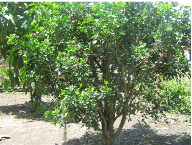 Gambar 3.2. Simplisia Daun Kemuning 