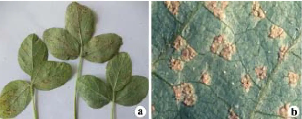 Gambar 2. Daun trifoliat pertama kedelai yang diinokulasi dengan spora penyakit karat (a) (foto: Sumartini), dan pustul atau uredium pada daun dilihat dari dekat (b) (World Intelectual Property Organization 2008).