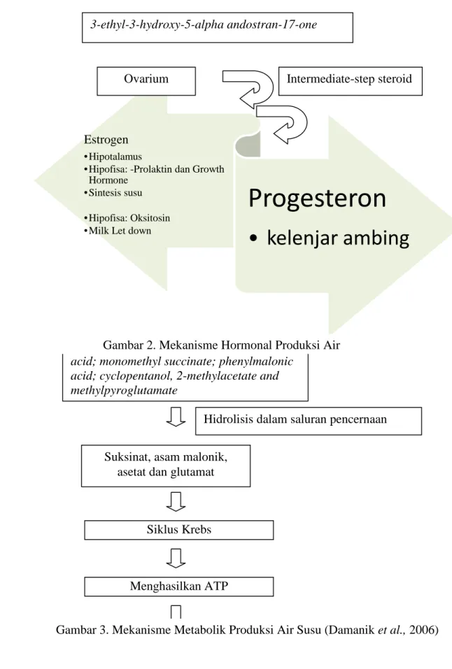 Gambar 2. Mekanisme Hormonal Produksi Air     