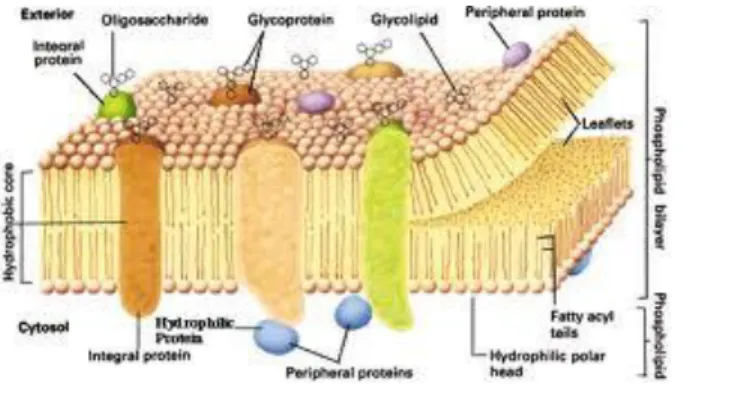 Gambar 1.5 Sitoplasma 