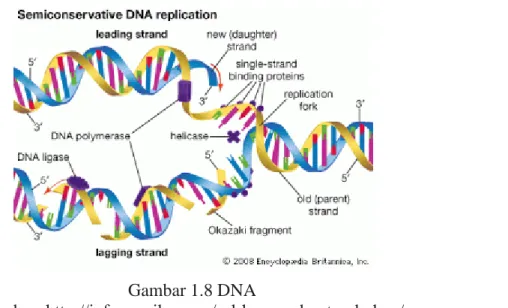 Gambar 1.8 DNA 