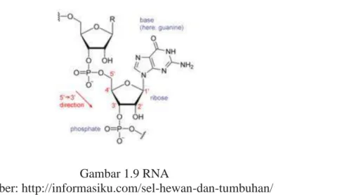 Gambar 1.9 RNA 