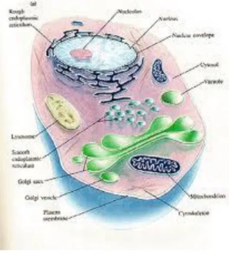 Gambar 1.12 Sitoplasma 