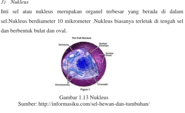 Gambar 1.13 Nukleus 
