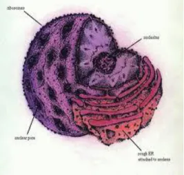 Gambar 1.16 ribosom 