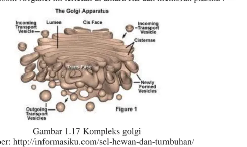 Gambar 1.17 Kompleks golgi 