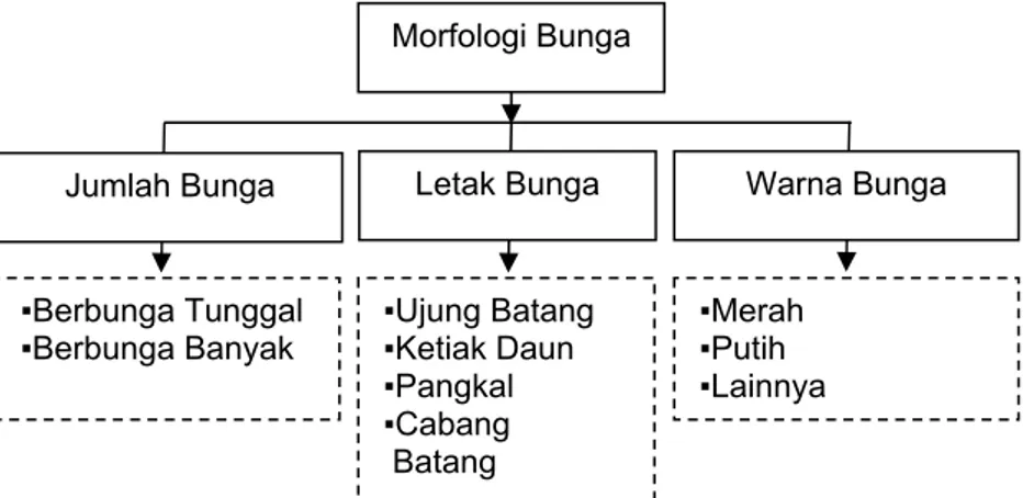 Gambar 11. Model Klasifikasi Morfologi Buah 