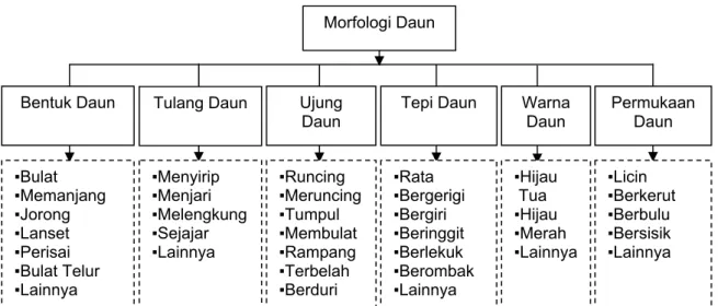 Gambar 13. Model Klasifikasi Morfologi Daun  
