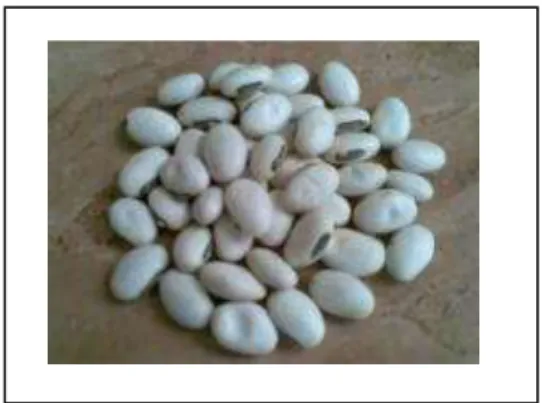 Gambar 1. Kacang koro Pedang 