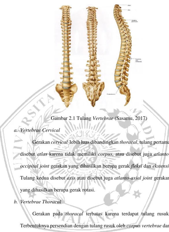 Gambar 2.1 Tulang Vertebrae (Sasamu, 2017)  a.  Vertebrae Cervical 