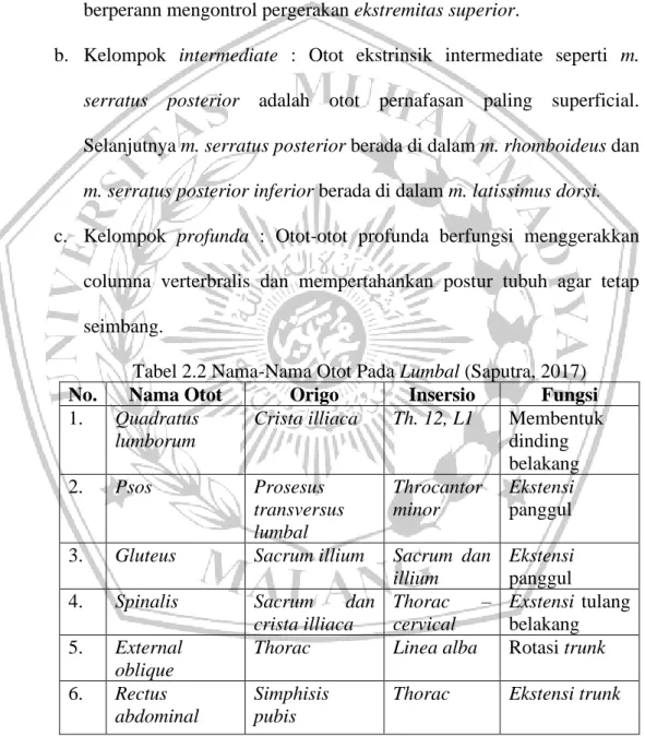 Tabel 2.2 Nama-Nama Otot Pada Lumbal (Saputra, 2017)  No.  Nama Otot  Origo  Insersio  Fungsi  1