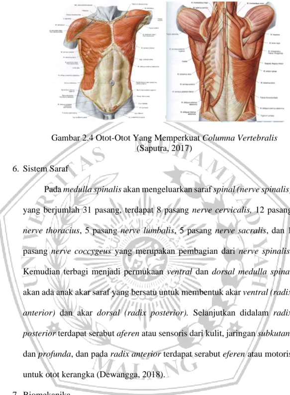 Gambar 2.4 Otot-Otot Yang Memperkuat Columna Vertebralis   (Saputra, 2017) 