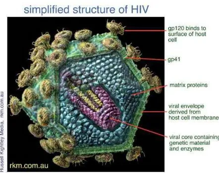 Gambar 1 : Struktur HIV 