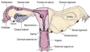 Gambar 1. Anatomi ovarium 11 