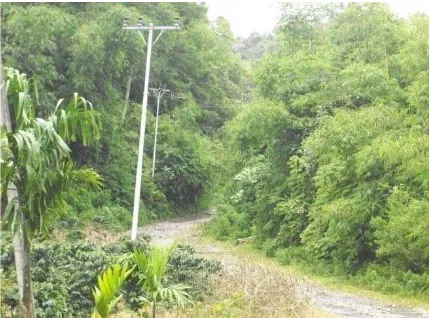 Gambar 6. Jalan Desa Telagah yang dikelilingi  bambu 