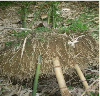 Gambar 7. Perakaran bambu 