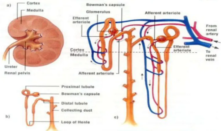 Gambar 2.1 Anatomi faal ginjal manusia 