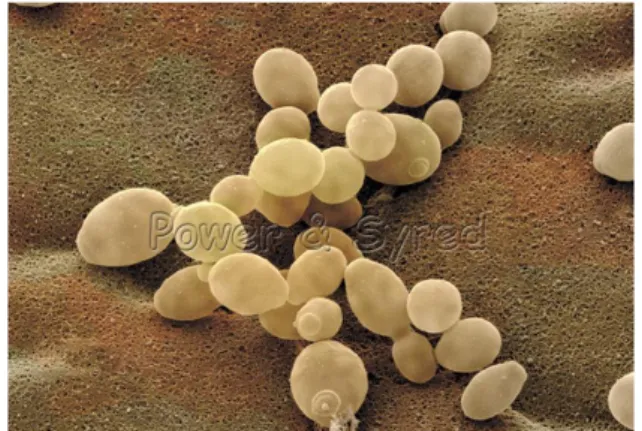 Gambar 4: Saccharomyces cereviceae 
