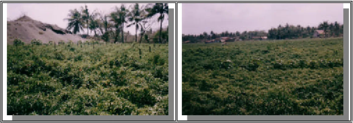 Gambar 11 Tanaman cabai merah  tumbuh subur di tanah Entisol 