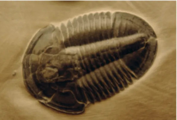 Gambar fosil trilobita pada batuan kambrium  (Sumber: wikimedia.org)
