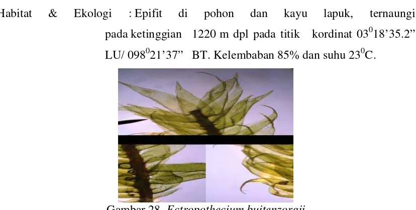 Gambar 28.  Ectropothecium buitenzorgii  