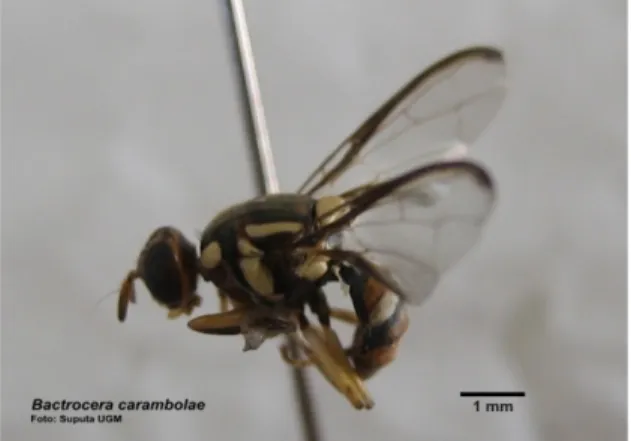 Gambar 2.  Jenis lalat yang Tertangkap  Ciri-ciri  lalat  buah    B.    carambolae  adalah  :  1)