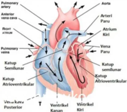 Gambar 1. Anatomi jantung  Machine Learning 