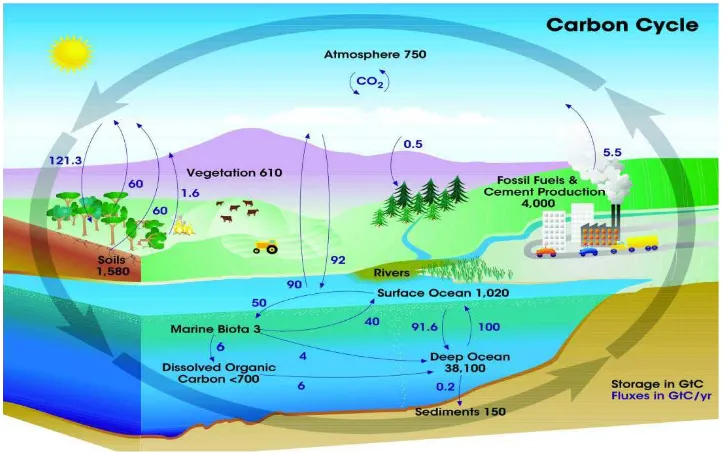 Gambar 2. Siklus Karbon Sumber: Wirakusumah, 2003 