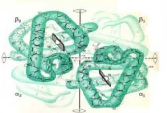 Gambar 2. Struktur Sekunder Protein 