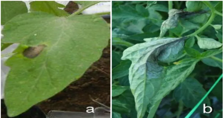 Gambar 3.  Gejala  P. infestans   pada  daun  tomat:                                     