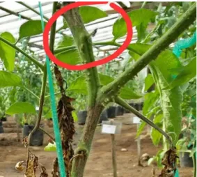 Tabel  21.    Data  pengamatan  serangan  P.  infestans    pada    kluster  bunga  pertama                   tanaman tomat 