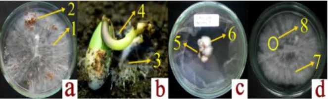 Gambar  3.  Bentuk    hifa    Sclerotium  rolfsii    setelah    uji  antagonis dengan bakteri kitinolitik: (a) hifa normal, (b) hifa  membengkak  dan  memendek  oleh  BK13,  (c)  hifa  menggulung    oleh  BK15,  (d)  hifa  putus  oleh  BK15,  (e)  hifa  ke