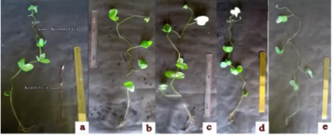Gambar  8  menunjukkan    perbedaan  tinggi  tanaman  kedelai  yang  diinokulasikan  S