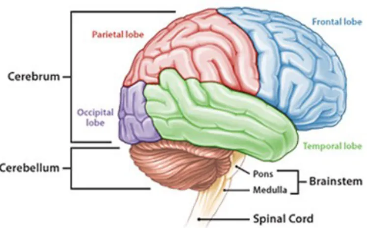Gambar 2.  Otak manusia