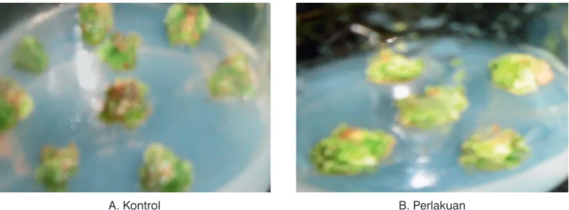 Gambar 3.  Morfologi kalus menunjukkan pertumbuhan dan warna hampir sama antara kontrol dan perlakuan  (penembahan elisitor Cu 2+ )