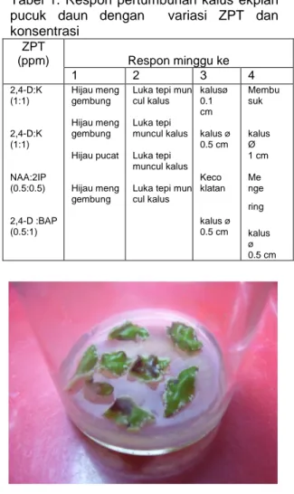 Tabel  1.  Respon  pertumbuhan  kalus  ekplan  pucuk  daun  dengan    variasi  ZPT  dan  konsentrasi  ZPT  (ppm)  Respon minggu ke  1  2  3  4  2,4-D:K  (1:1)   2,4-D:K  (1:1)   NAA:2IP  (0.5:0.5)   2,4-D :BAP  (0.5:1)  Hijau meng gembung Hijau meng gembun