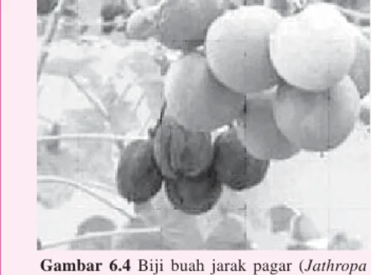 Gambar 6.4 Biji buah jarak pagar (Jathropa curcas)  kaya minyak nabati sebagai bahan baku biodiesel