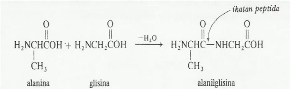 Gambar 4. Proses pembentukan protein alaniglisina dan ikatan peptida 