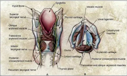 Gambar 4. Anatomi laring, tampak otot-otot dan kartilago laring : 