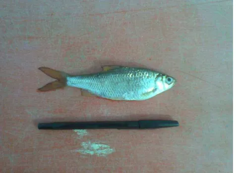 Gambar 1. Ikan Bilih Segar dari Danau Toba 