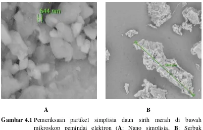 Gambar 4.1 Pemeriksaan partikel simplisia daun sirih merah di bawah mikroskop pemindai elektron (A: Nano simplisia, B: Serbuk simplisia) 